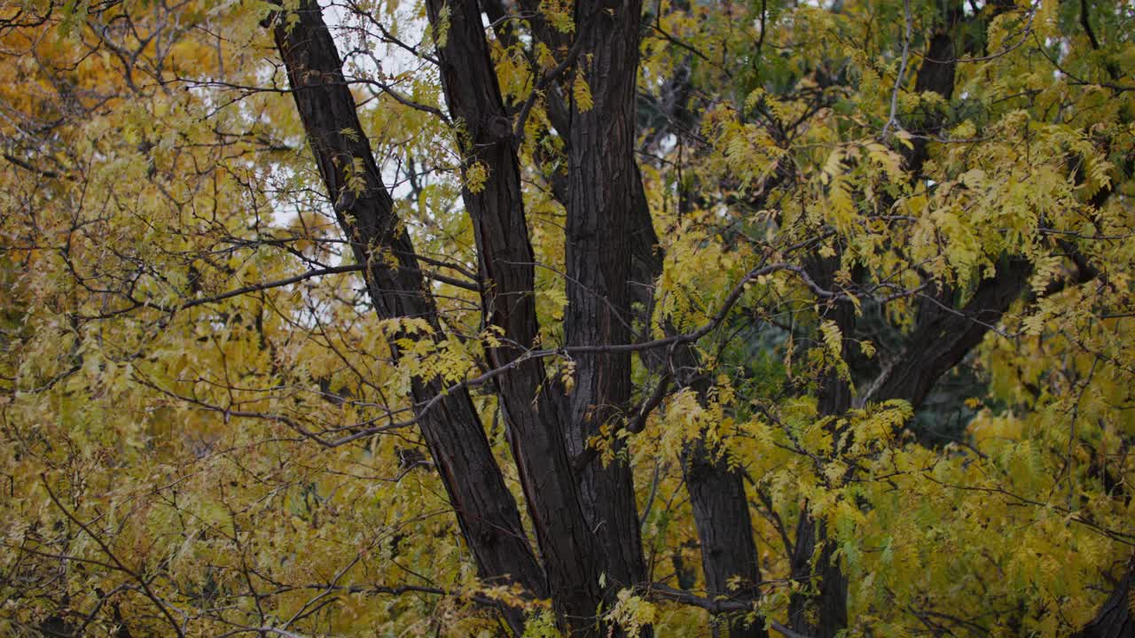 Slow motion captures golden leaves drifting gently through the crisp autumn air in Boulder, Colorado