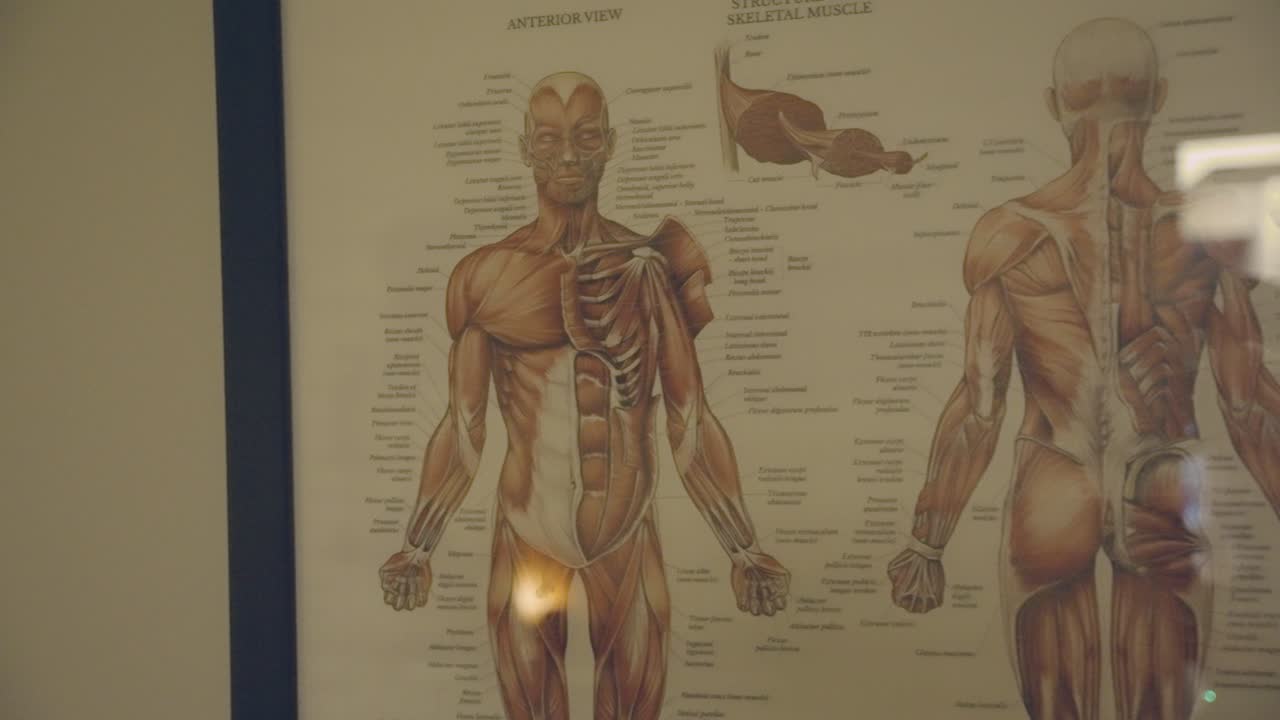 presentar una exposición que muestra una representación completa del sistema muscular humano