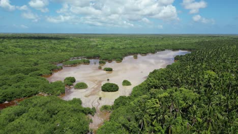 aerial view of a mangrove swamp near the beach at saona island in the dominican republic