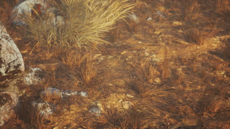 dry-grass-and-rocks-landscape