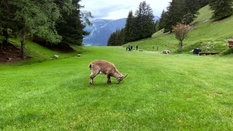 gamuzas alpinas pastando en el campo del parque de animales merlet en les houches, francia