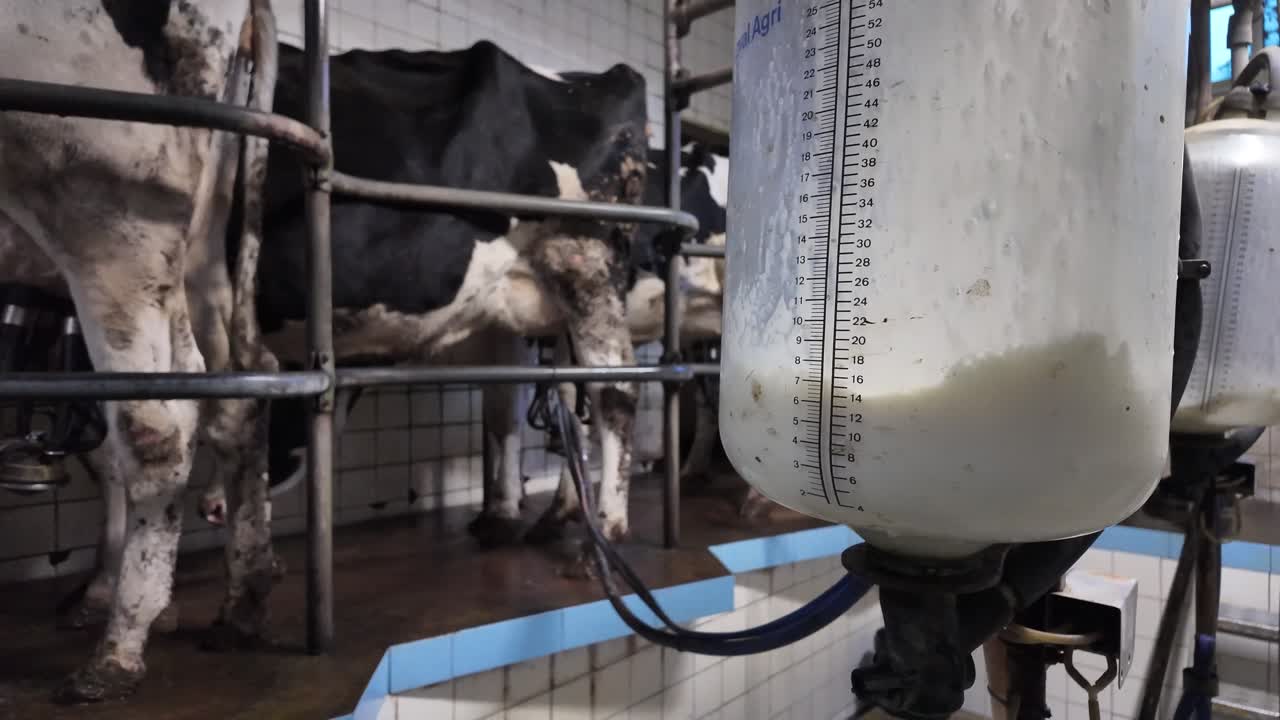 Slow motion close-up of a milk container filling while cows remain connected to milking systems in the background