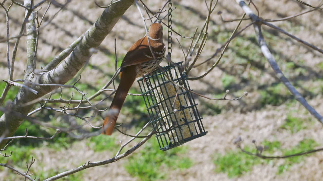 Brown Thrasher eating at a suet bird-feeder during late-winter in South Carolina. Slow motion. Clip O