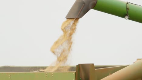 wheat being pourd into trailer in a close up shot