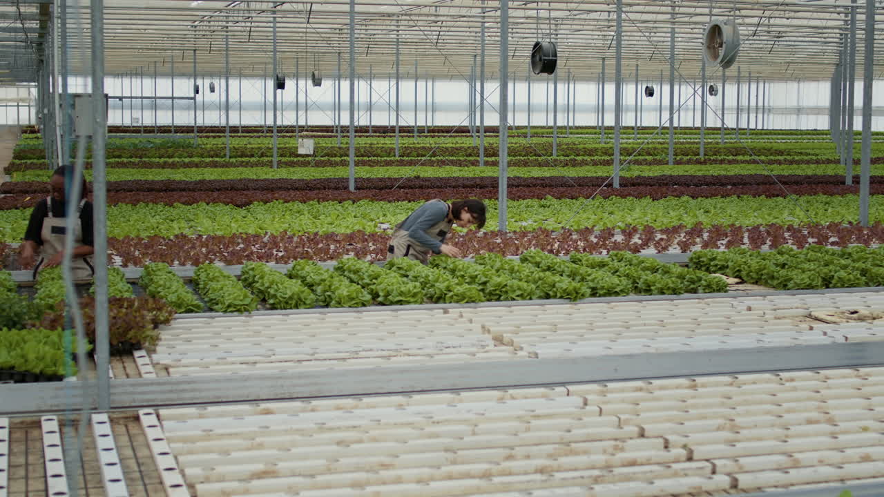 Lettuce cultivation in a greenhouse
