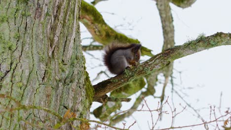 Ardilla-En-La-Rama-De-Un-árbol-Comiendo-Nueces