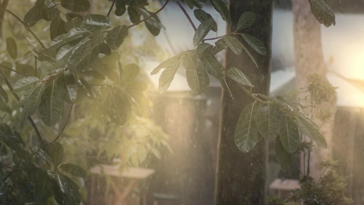 잎자루는 액체 예술의 캔버스가 됩니다. 물이 줄기 아래로 떨어지면서요.