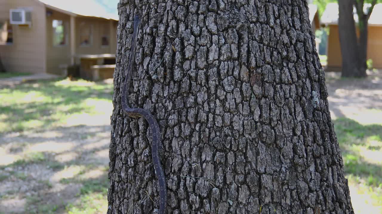 este es un video que sigue a una serpiente rata occidental pantherophis obsoletus escalando un árbol