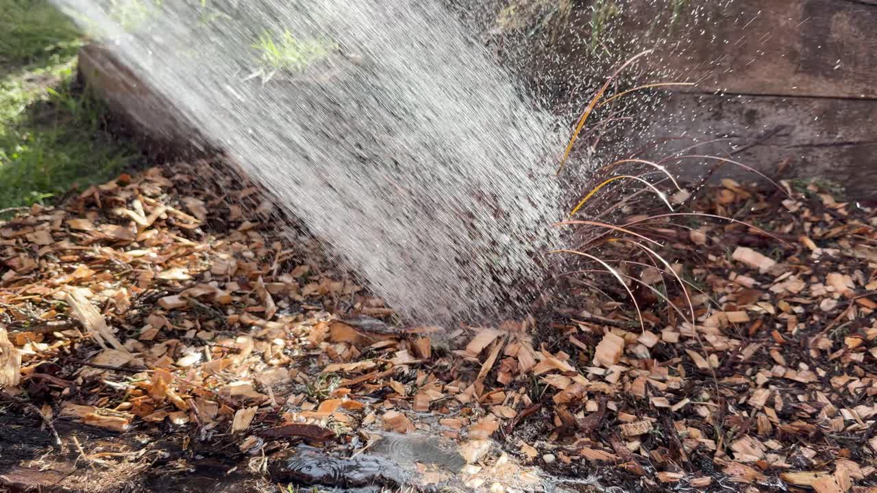 Hose sprays water over mulched garden plants in backyard, sunlight highlights droplets, static camera