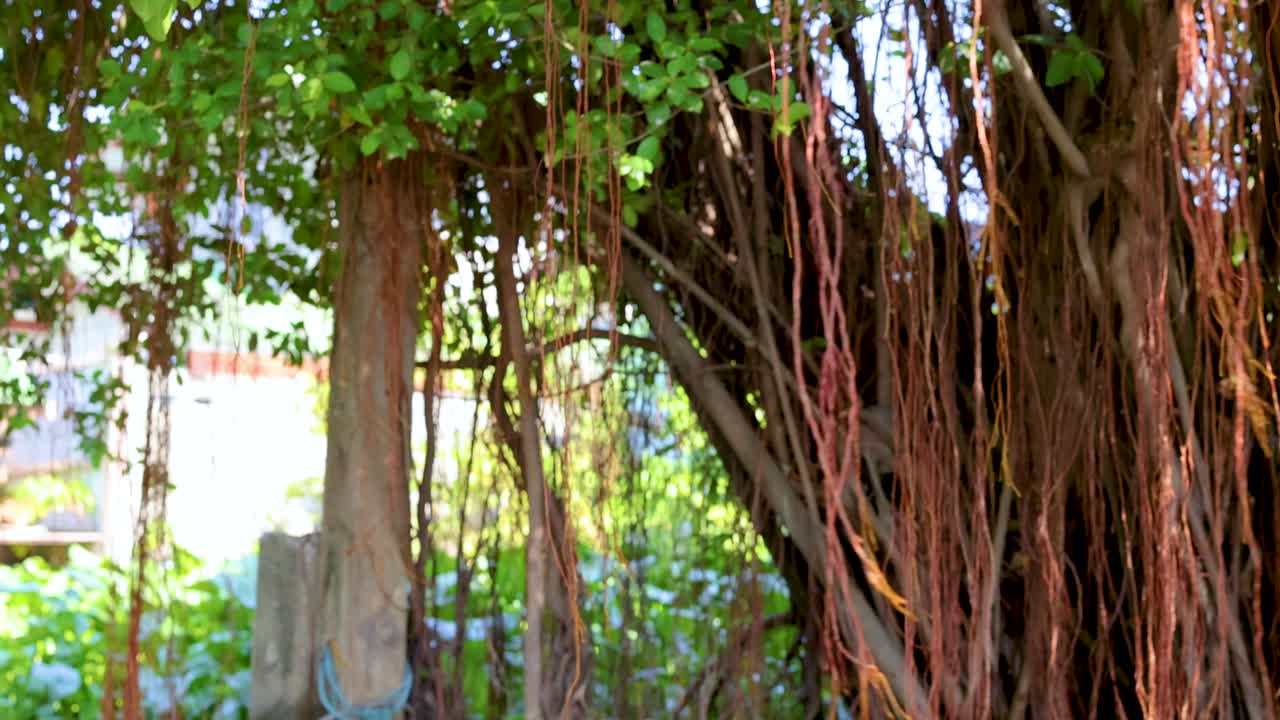 방의 운하 에 있는 바나무의 조용한 풍경, 울창한 초록색과 조용한 환경을 보여준다.