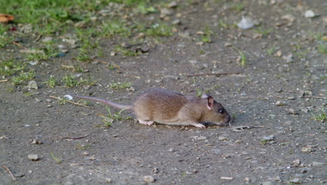 common wild rat foraging for food in the wilderness