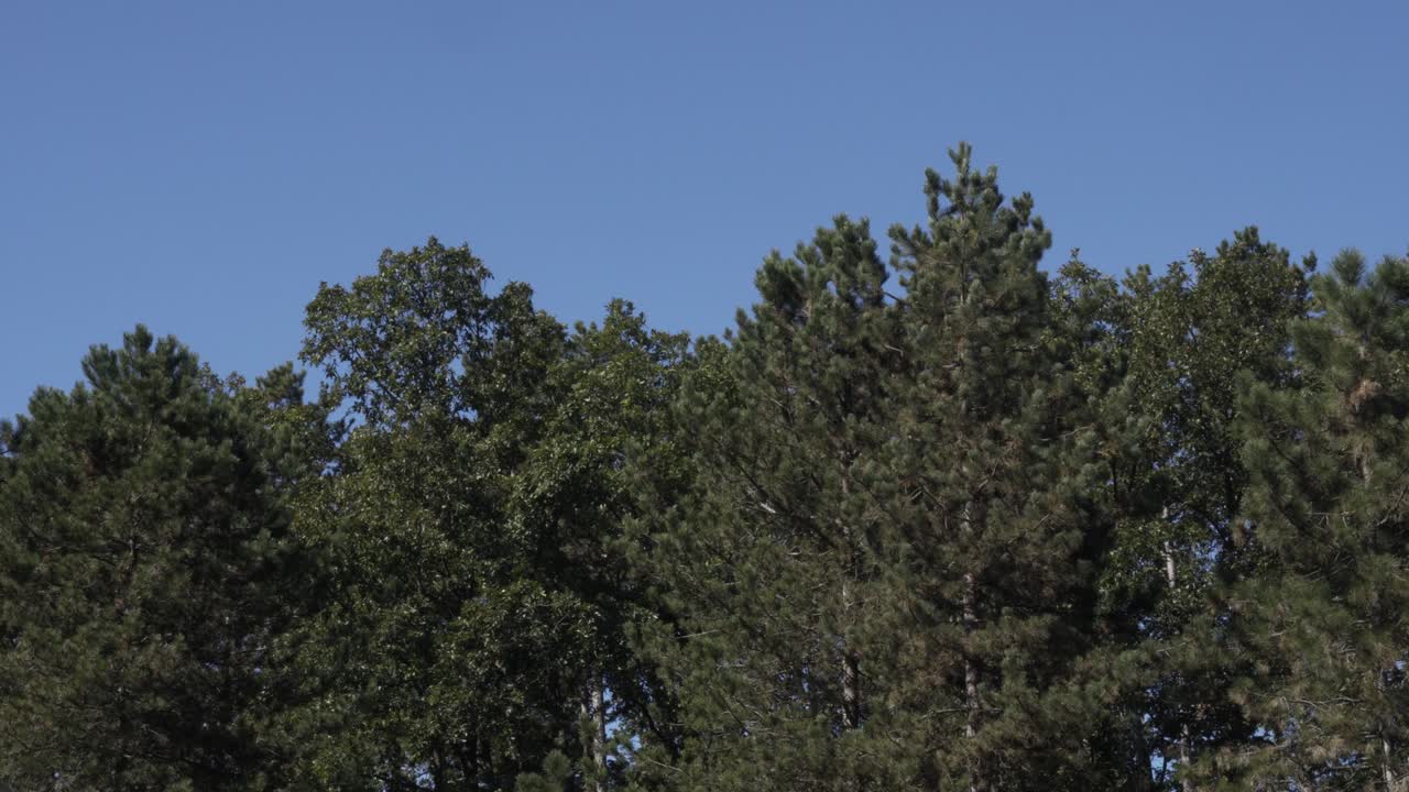 Tree tops and the sky, wind is gently moving the trees