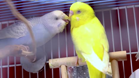 un periquito amarillo muy lindo y cariñoso está alimentando al periquito azul claro