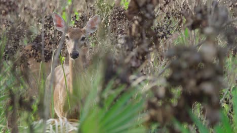 white tailed deer mammal in pine rockland habitat