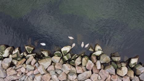 Group-of-Swans-Cygnus-olor-with-head-down-into-water-to-eat-seaweed---Top-down-aerial-from-southern-coast-of-Norway