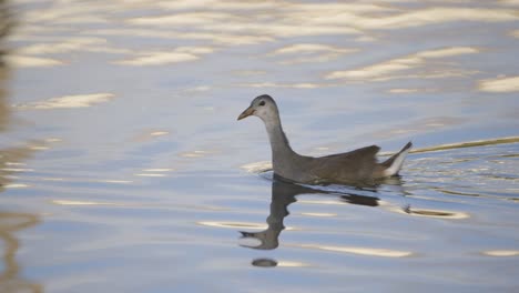 el pájaro acuático nada a través de un estanque en florida con una buena luz