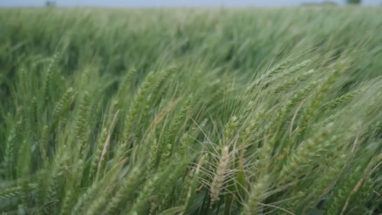 Slow-motion closeup of wheat spikes on a windy day