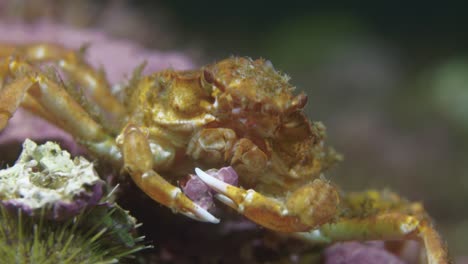 small decorator crab close up in 60 fps in 4k slow motion