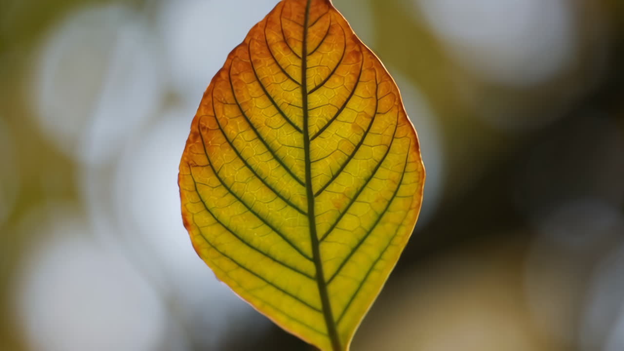 Nahaufnahme eines bunten Herbstblattes