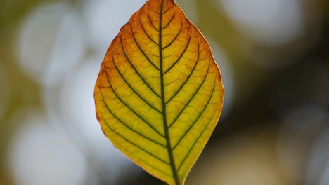 close-up of a colorful autumn leaf