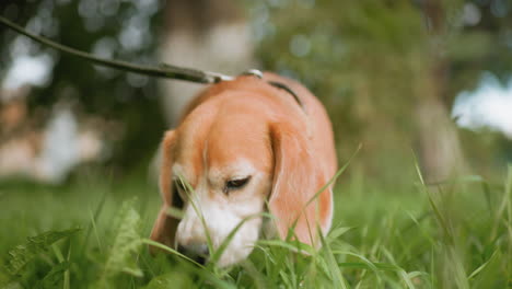 Beagle dog wearing collar grazing and sniffing fresh green grass on open field under bright daylight with soft blurred background of trees creating peaceful vibrant outdoor scene full of nature
