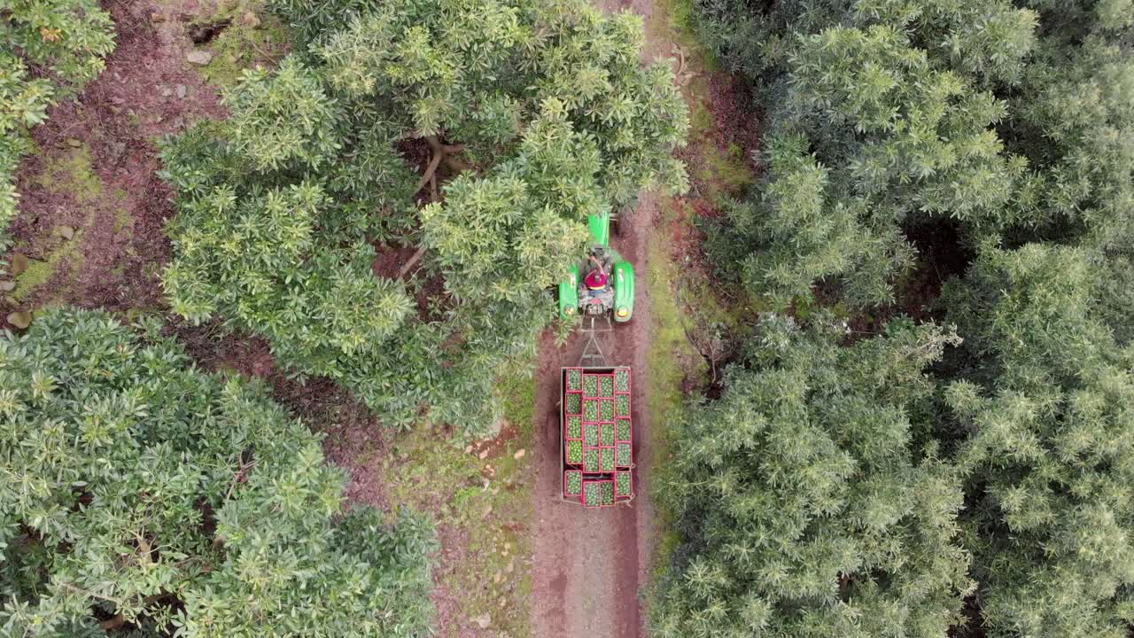 drone :tractor conduciendo a través de campos de aguacate