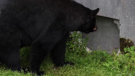 Cámara-Lenta-De-Un-Oso-Negro-Caminando-Junto-A-Una-Pared