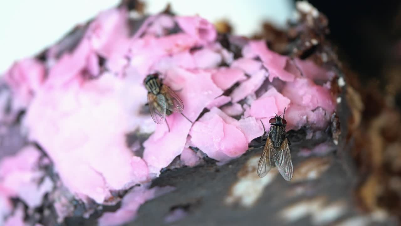 케이크 한 조각에 날아갑니다.