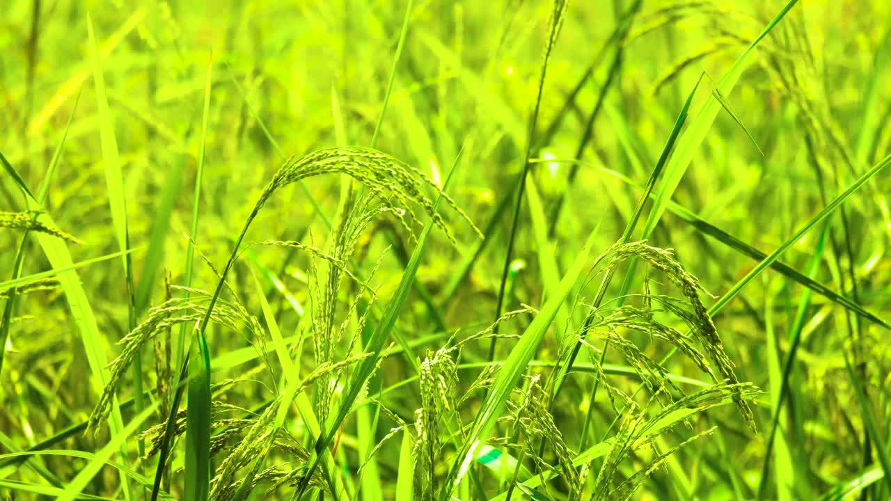 식물 은 초록색   에서 곡물 을 생산 한다