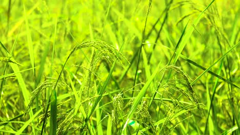 rice plant produces grains in green paddy field