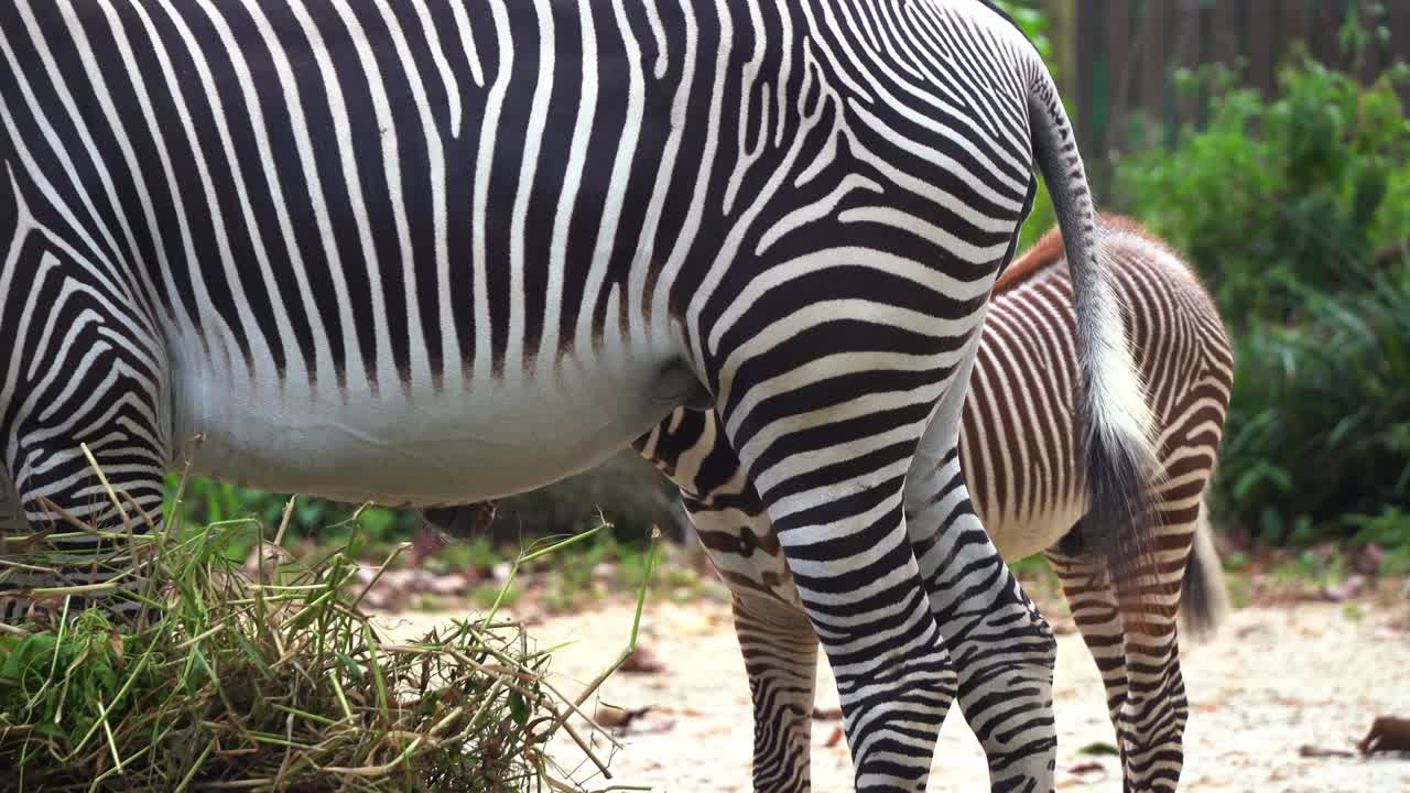Close up shot of herbivore grevy's zebra, equus grevyi with black and white stripes across the body, swinging its tail, eating and feasting on dry hays with a foal by its side at daytime