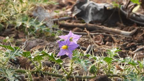 wild-flowers-spikes-in-leafs-