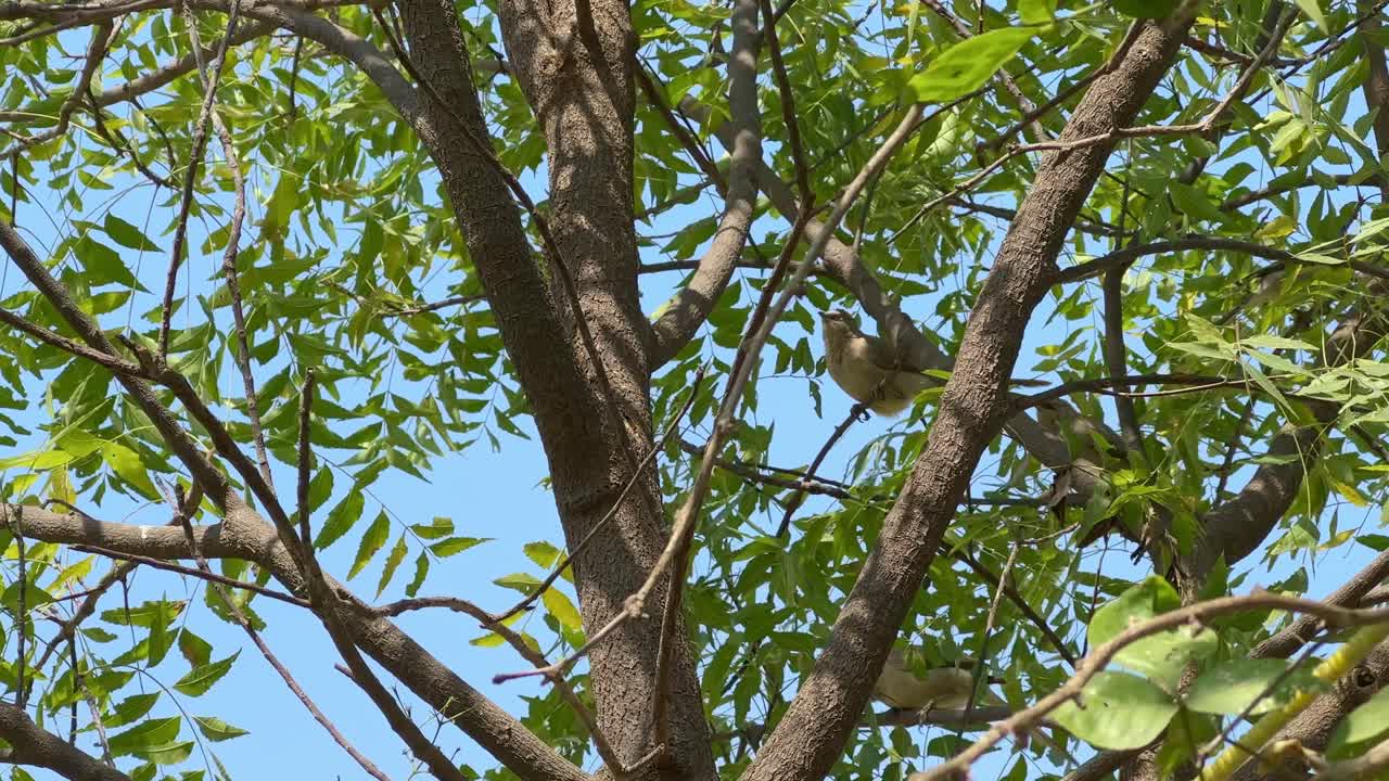 Static shot of A Large grey Babbler bird also known as Turdoides malcolmi perched on a neem tree