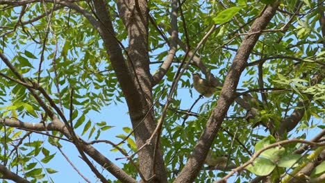 static shot of a large grey babbler bird also known as turdoides malcolmi perched on a neem tree