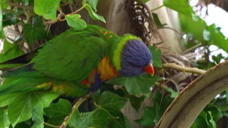 native australian lorikeets in tree