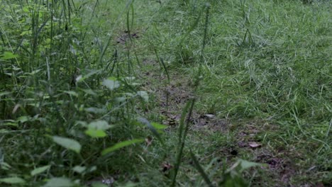 Wanderer,-Der-Auf-Nassem-Und-Schlammigem-Gras-Weg-Und-Auf-Die-Kamera-Zugeht