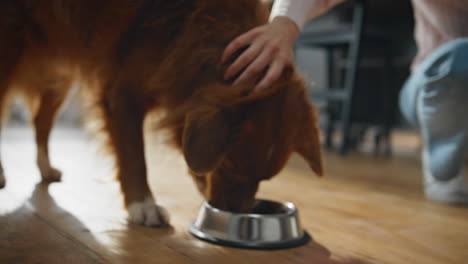 Closeup woman feeding pet caressing fluffy wool at home. Healthy dog eating food