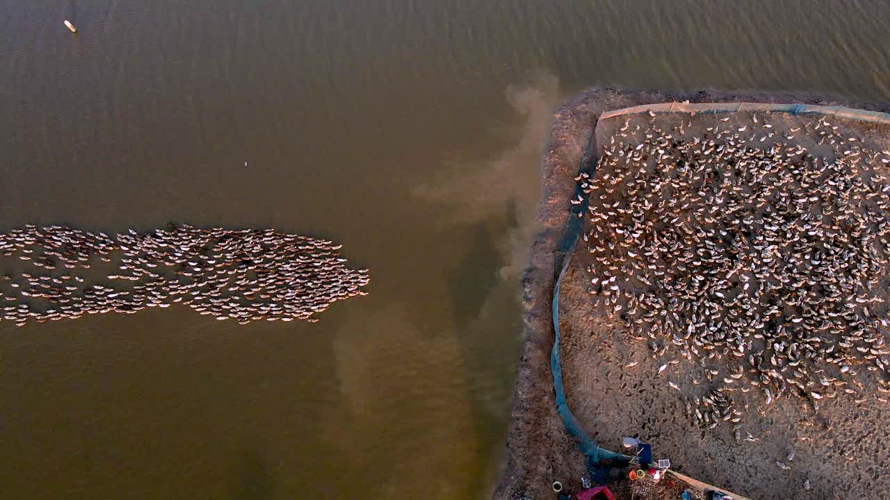 balsa de patos remando de cultivo ecológico