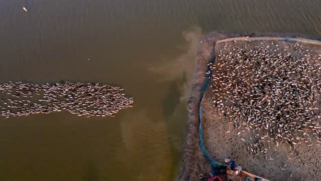 Floß-Paddelnder-Enten-Aus-Biologischer-Zucht