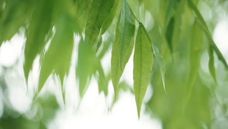 green leaves glowing with translucent beauty against a soft bokeh background