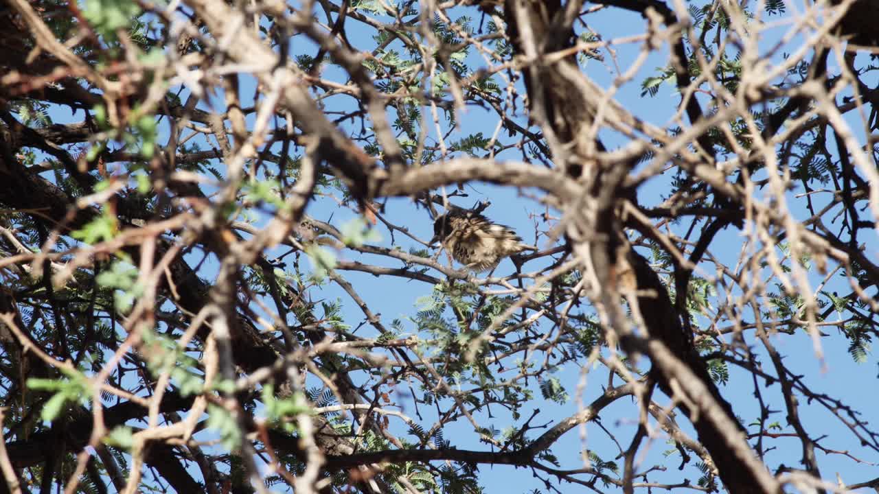 un pájaro en un árbol densamente crecido mirando a su alrededor y luego volando