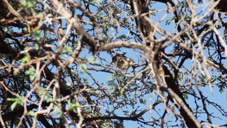 Ein-Vogel-In-Einem-Dicht-Bewachsenen-Baum,-Der-Sich-Umschaut-Und-Dann-Wegfliegt