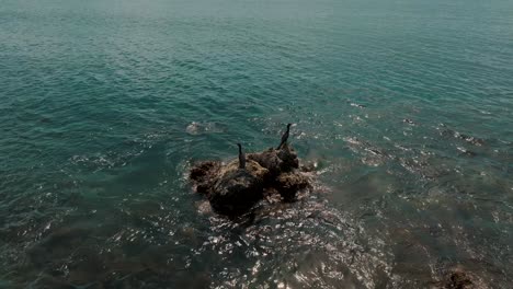 paradise ocean with anhinga water birds perching on the rocks in costa rica