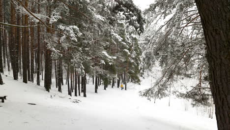 Bosque-Cubierto-De-Nieve