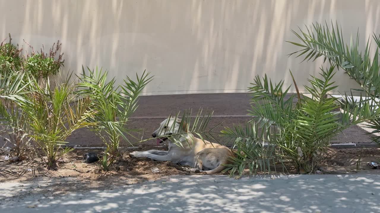 4K footage of a stray dog resting in the shade under palm trees on a hot day. A powerful shot for themes like survival, stray animals, urban nature, and environmental conditions.