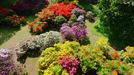 Colorful garden of blooming rhododendrons, slow cinematic motion, Latvian spring