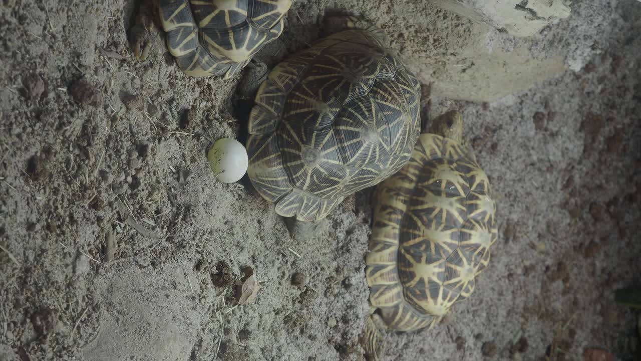 Indian Star Tortoises with Egg