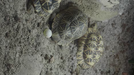 indian star tortoises with egg