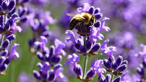 a bee pollinating lavender flowers
