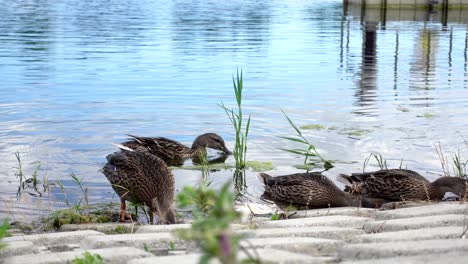 group of ducks near shore on a sunny day, close up